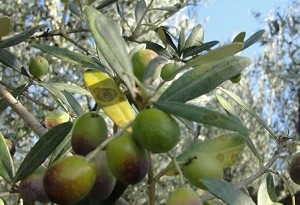 raccolta olive toscana