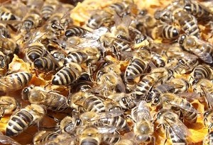 allevamento api