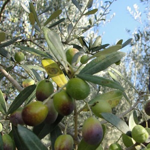 raccolta olive toscana